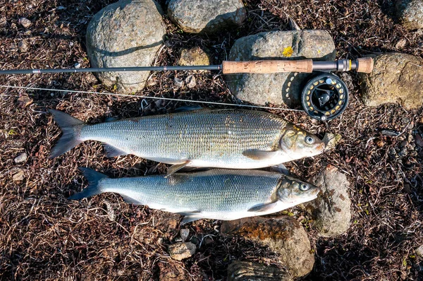 Pesca Mosca Del Pesce Bianco Sulla Costa Del Mare Svedese — Foto Stock