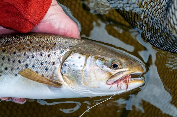 Deniz alabalığı. İniş ağında uçan balık avı kupası.