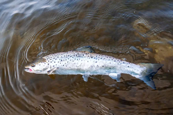 Gümüş deniz alabalığıyla mücadele