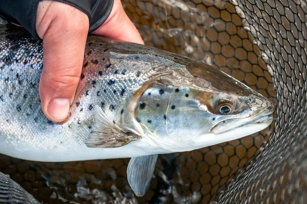 İniş ağında küçük gümüş deniz alabalığı