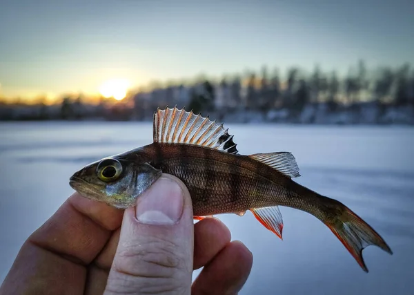 Liten Abborre Handen Isfiske Royaltyfria Stockfoton