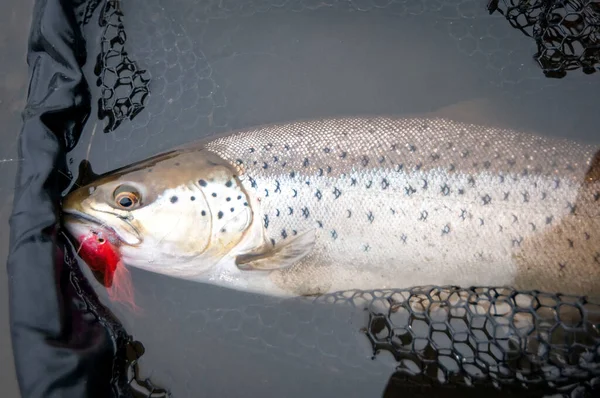 飞竿上的冬海鳟鱼 免版税图库图片