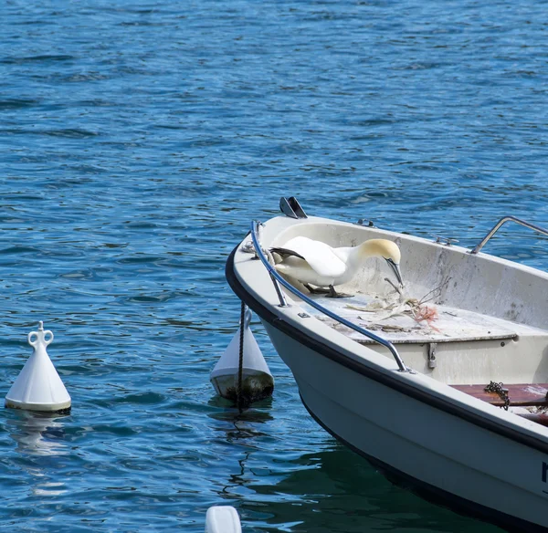 Beautiful gannet — Stock Photo, Image