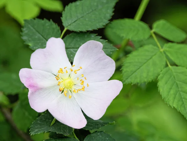 De heer Rosa Canina — Stockfoto