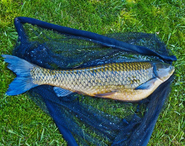 Carpa grande — Foto Stock