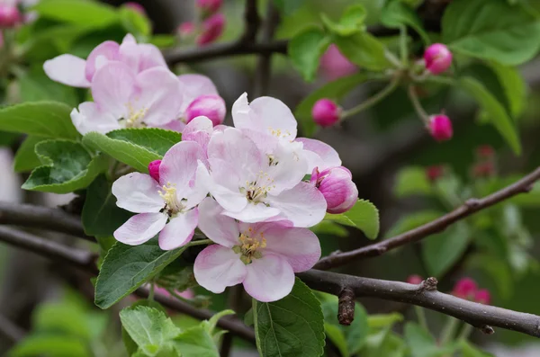 Flower of peach — Stock Photo, Image
