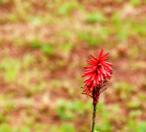 Aloe transvaalensis květ — Stock fotografie