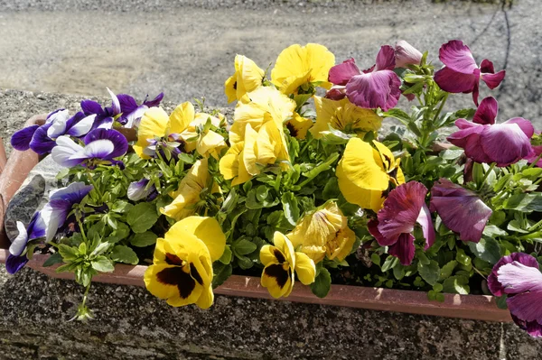 Kwiat Petunia ozdobna — Zdjęcie stockowe
