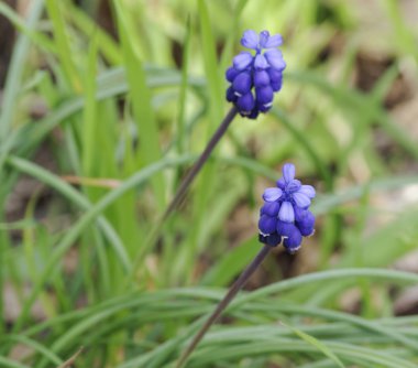 üzüm sümbül - muscari