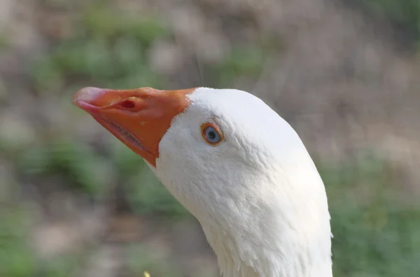 Fechar de pato branco — Fotografia de Stock