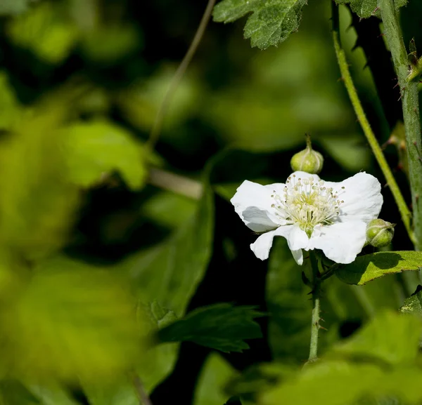 Flower of blackberry — Stock Photo, Image