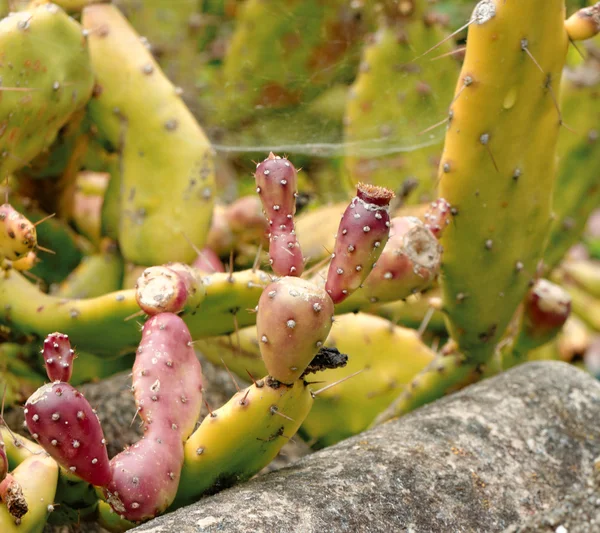 Ficus Opuntia — Fotografia de Stock