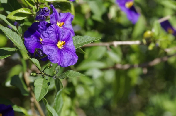 Solanum violet — Photo