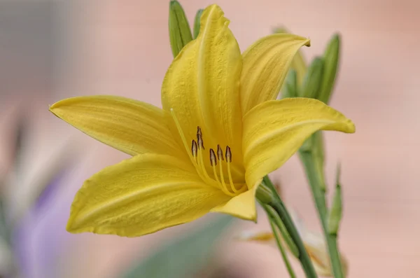Lilium longiflorum (Easter lily) — Stock Photo, Image