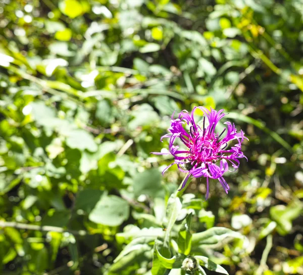 Globularia çiçek — Stok fotoğraf
