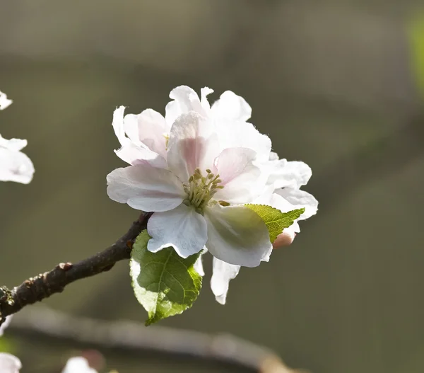 Flower of cherry — Stock Photo, Image