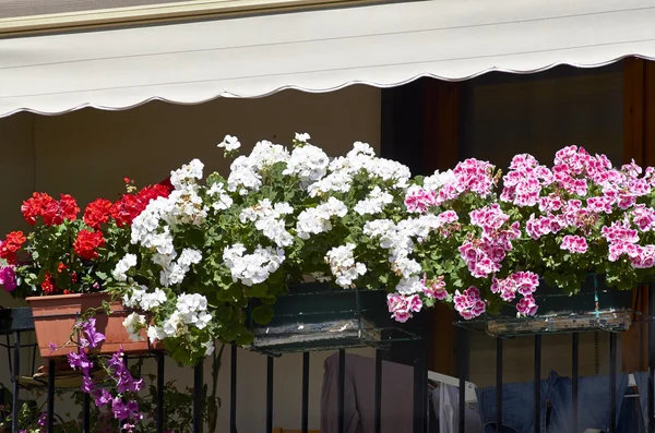 Bloem op balkon — Stockfoto