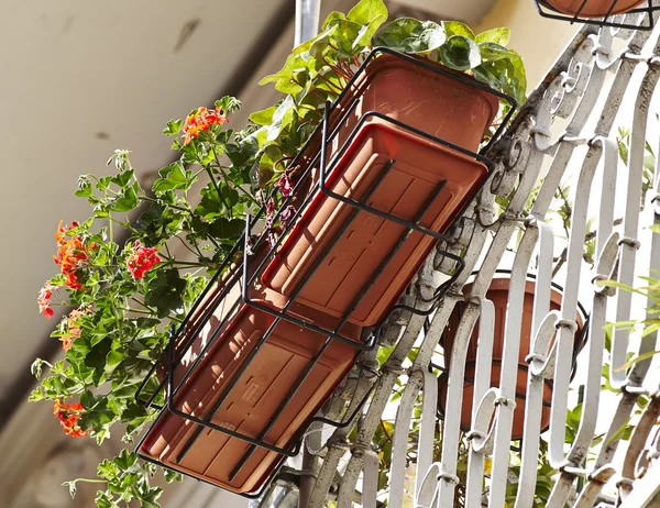 Flower on balcony — Stock Photo, Image