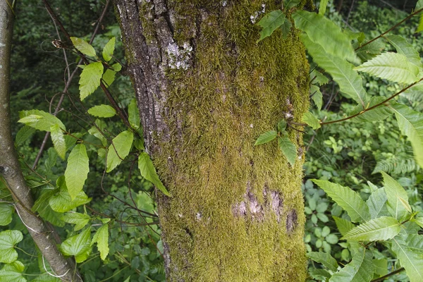 Лишайник на дереві — стокове фото