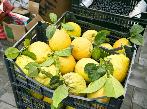 Frisch gepflückte Zitronen im Korb — Stockfoto