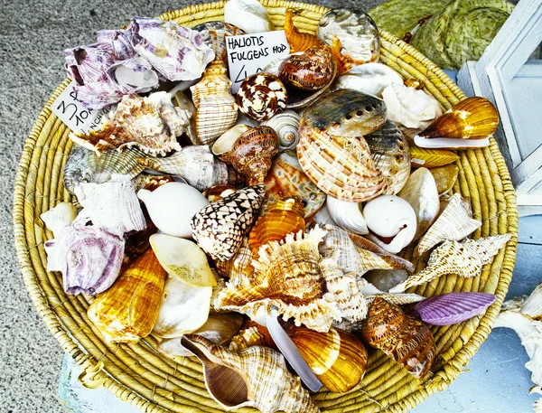 Mooie shell op de markt — Stockfoto