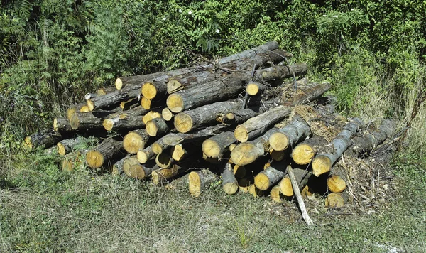 Pile of log — Stock Photo, Image