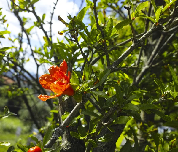 Flower of pomegrade — Stock Photo, Image