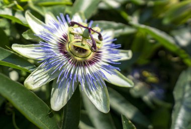 tutku çiçek bir çayırda detay