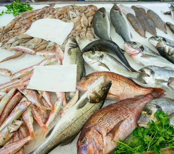 Peces Meditteraneanos Color Mercado Italia — Foto de Stock