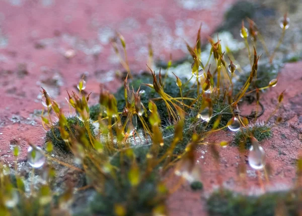 顶部苔藓上的水点 — 图库照片