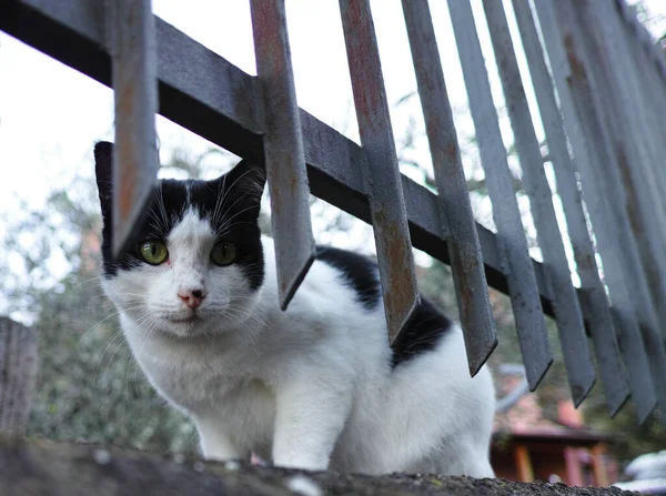 Gato Callejero Blanco Negro Detrás Una Puerta — Foto de Stock