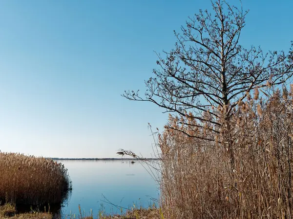 Natuur Reserve Oasis Lega Italiana Protezione Uccelli Massaciuccoli Lucca Toscane — Stockfoto