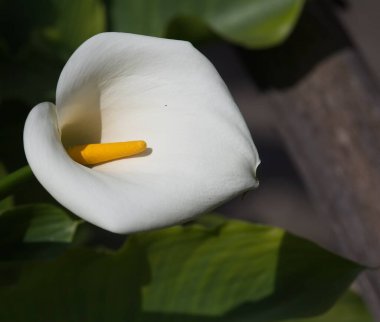 lily callas İtalya doğada detay