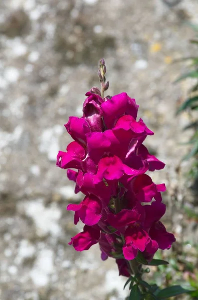 Détail Antirrhinum Majus Snapdragon Fleur Dans Jardin — Photo