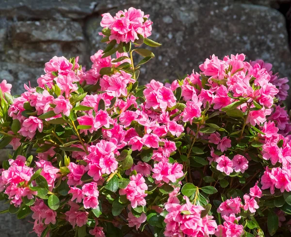 Nagyon Szép Kilátás Azálea Virágok Kertben — Stock Fotó