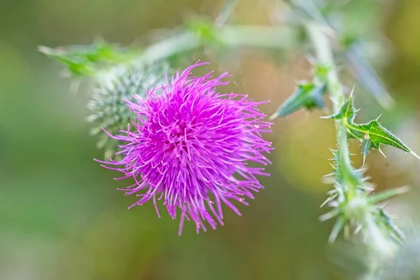 Цветок Кардуса Лугу Специи — стоковое фото