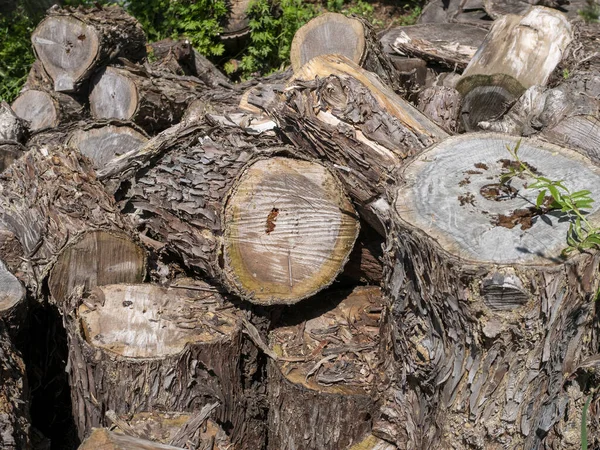 Arkadaşımın Bahçesinde Odun Kırdım — Stok fotoğraf