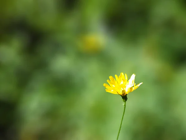 Flores Dente Leão Jardim — Fotografia de Stock