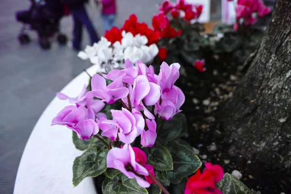 Detail Cyclamen Town — Stock Photo, Image