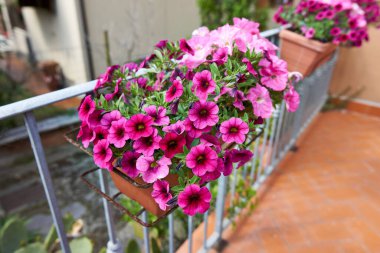 Bahçedeki Primula çiçeklerinin ayrıntıları                               