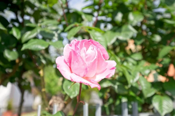 Rózsaszín Rózsa Kertben — Stock Fotó