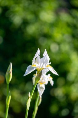 Çayırdaki çok güzel sarı bir göz.