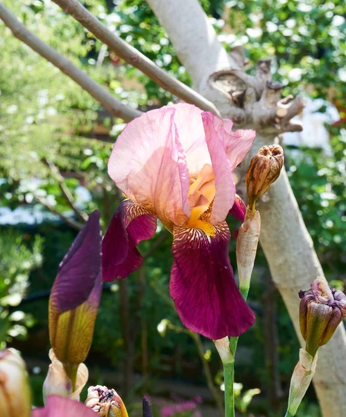 Iris Violet Dans Jardin Été — Photo