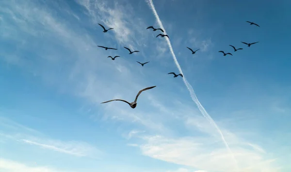 Две Чайки Летят Заливе Специя — стоковое фото