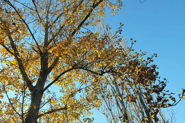 Foto Folhagem Outono Árvore Italiano Appennino — Fotografia de Stock