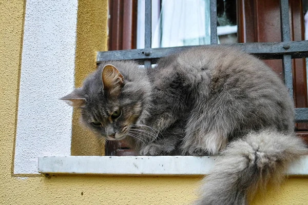 Detalle Del Viejo Gato Gris — Foto de Stock