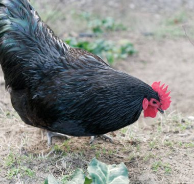Çayırdaki tavukların ayrıntıları