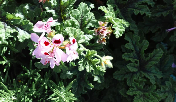 Sehr Schöne Geranienblüte Auf Einer Wiese — Stockfoto