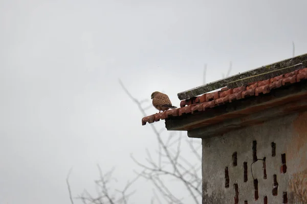Szczegół Falco Falco Tinnunculus Dachu — Zdjęcie stockowe