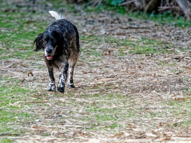 su ile oynayan siyah köpek detay